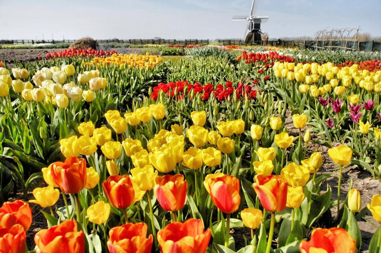 Ferienhaus Noordwijk Holiday Rentals *